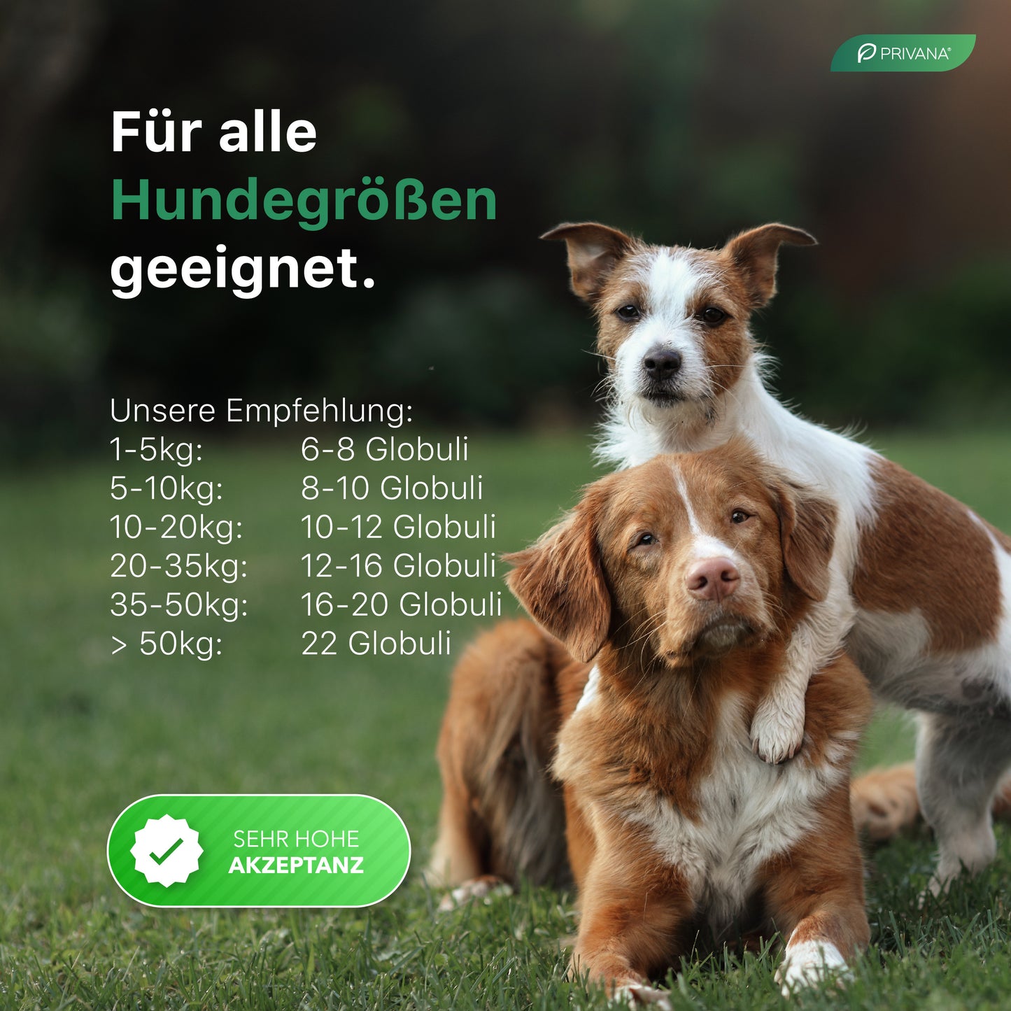 Bachblüten-Globuli für Hunde - Stress & Notfall (Nr. 1)