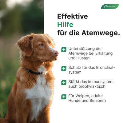 Pulmoprivan - natürliches Bronchial-Liquid aus Kräutern für Hunde (100ml)