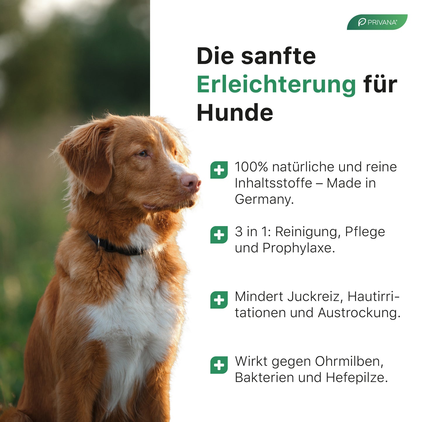 Sanfter Ohrenreiniger 3-in-1 für Hunde & Katzen (100ml)