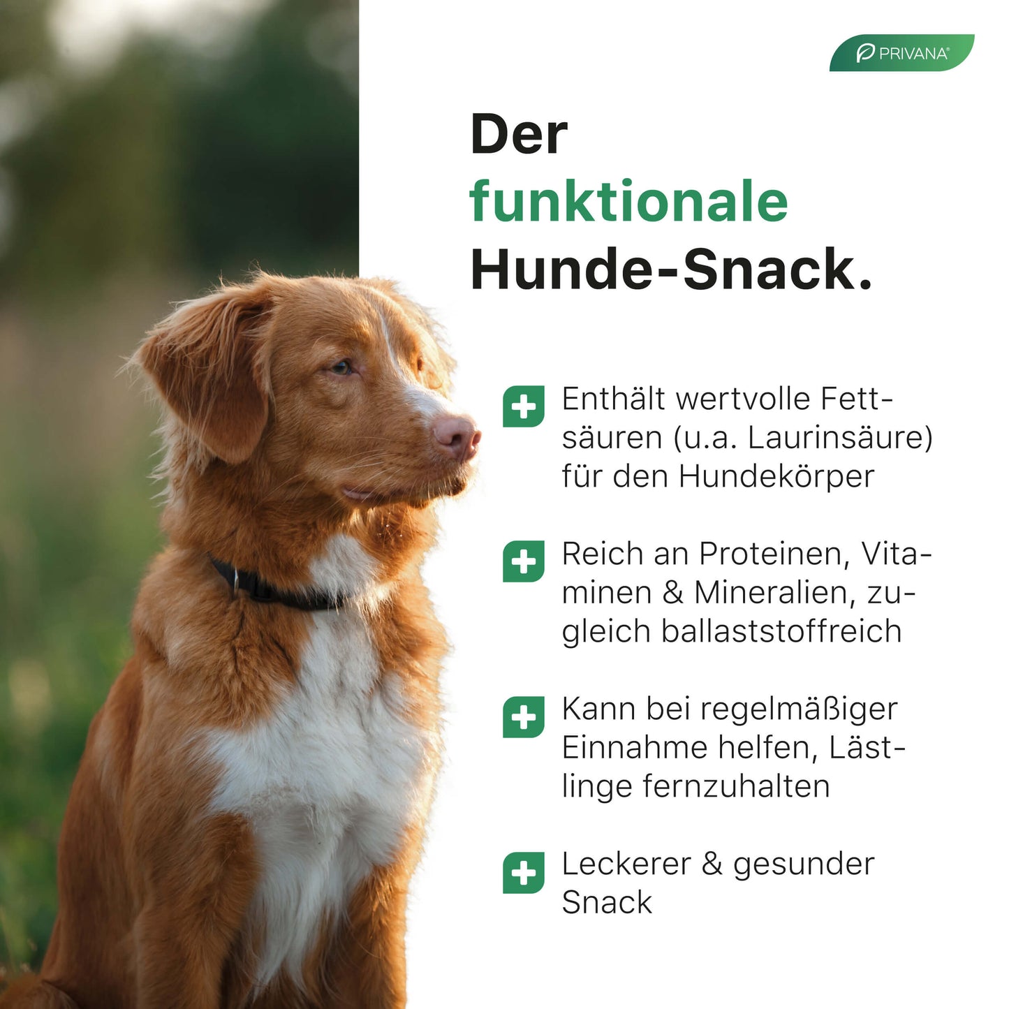 Kokos-Sticks für Hunde - Gesunder Snack aus Kokospresskuchen (500g)