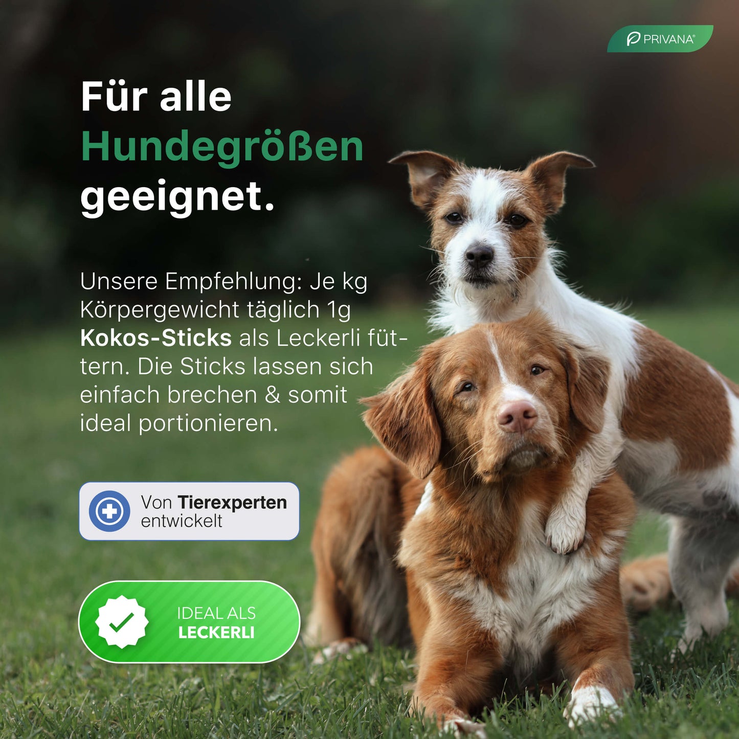 Kokos-Sticks für Hunde - Gesunder Snack aus Kokospresskuchen (500g)