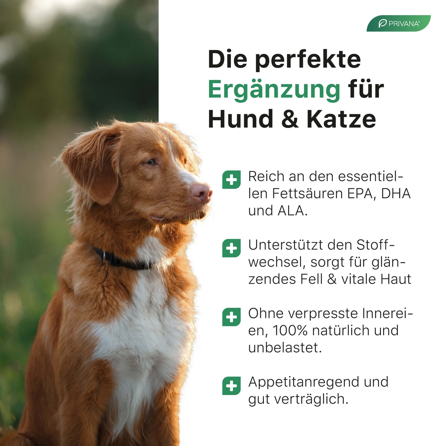 100% Reines Omega-3-Lachsöl für Hunde & Katzen (1000ml)