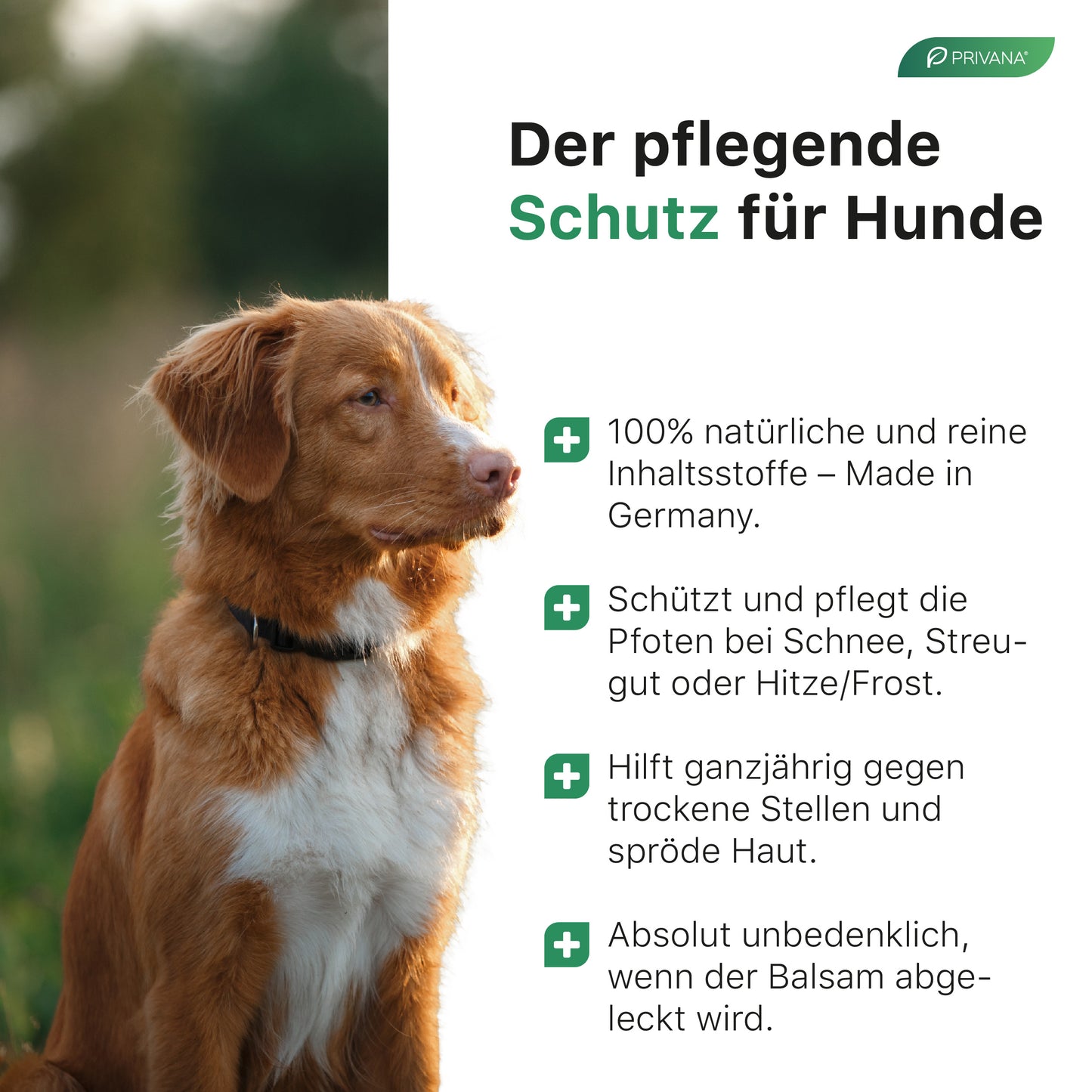 Pfotenwunder - 2-in-1 Pfotenbalsam, natürlich & sanft für Hunde (100ml)