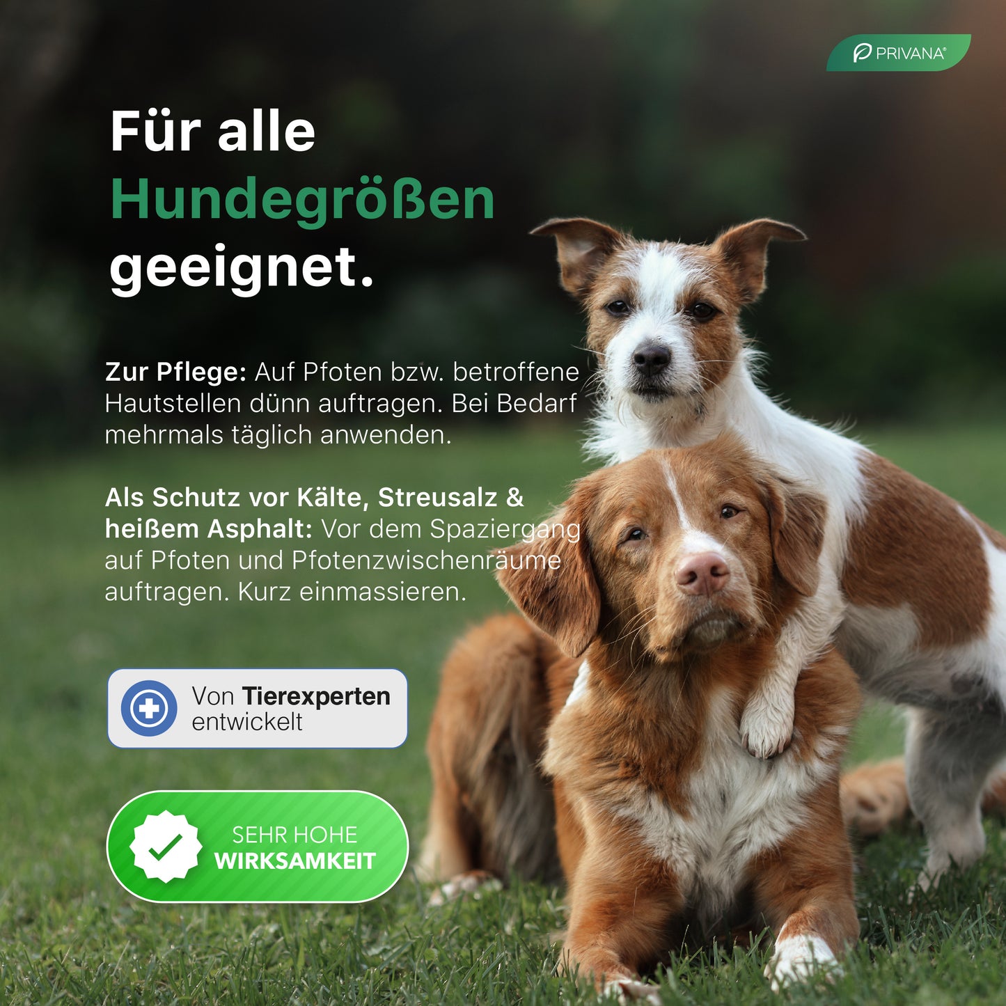 Pfotenwunder - 2-in-1 Pfotenbalsam, natürlich & sanft für Hunde (100ml)