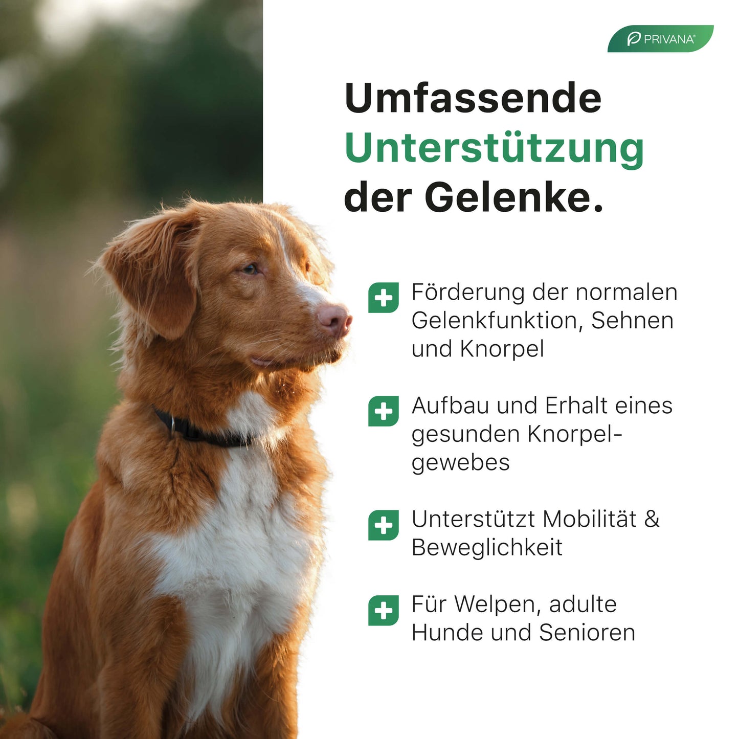 GelenkFit-Komplex Pulver für Hunde (300g)