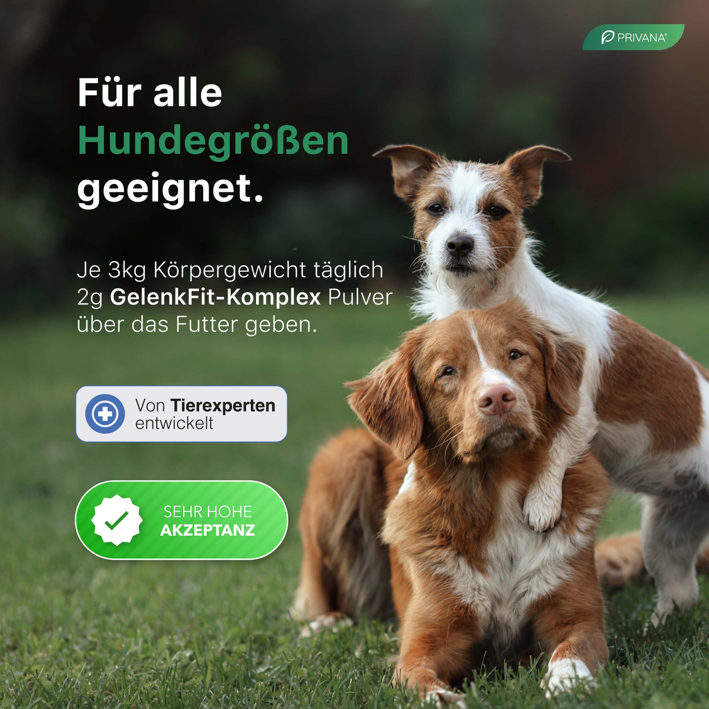 GelenkFit-Komplex Pulver für Hunde (300g)