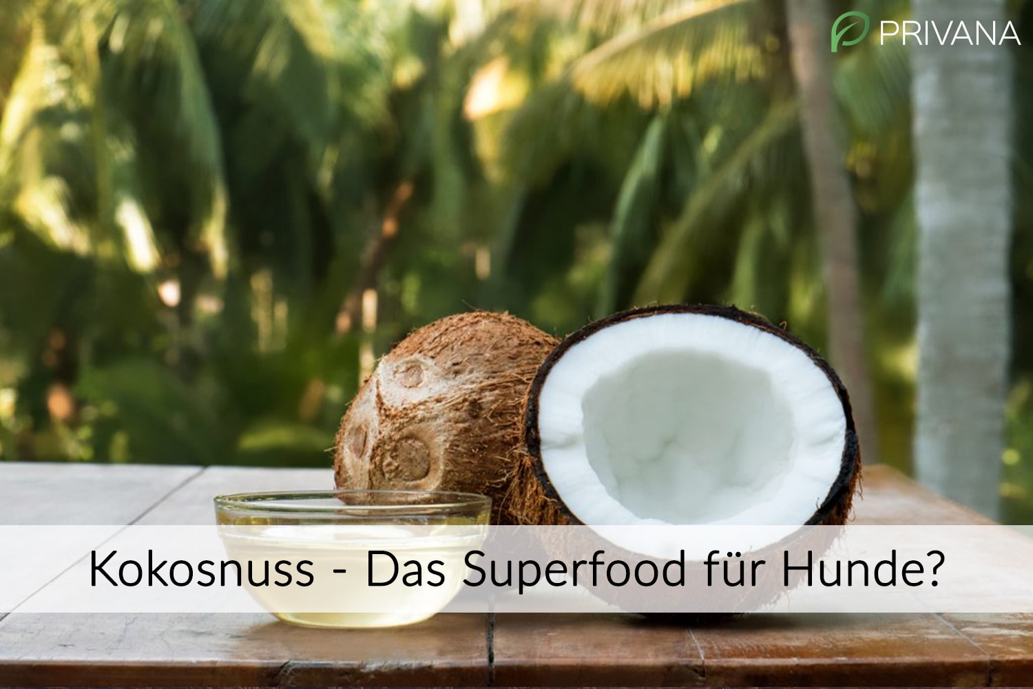 Kokosnuss - Das Superfood für Hunde?