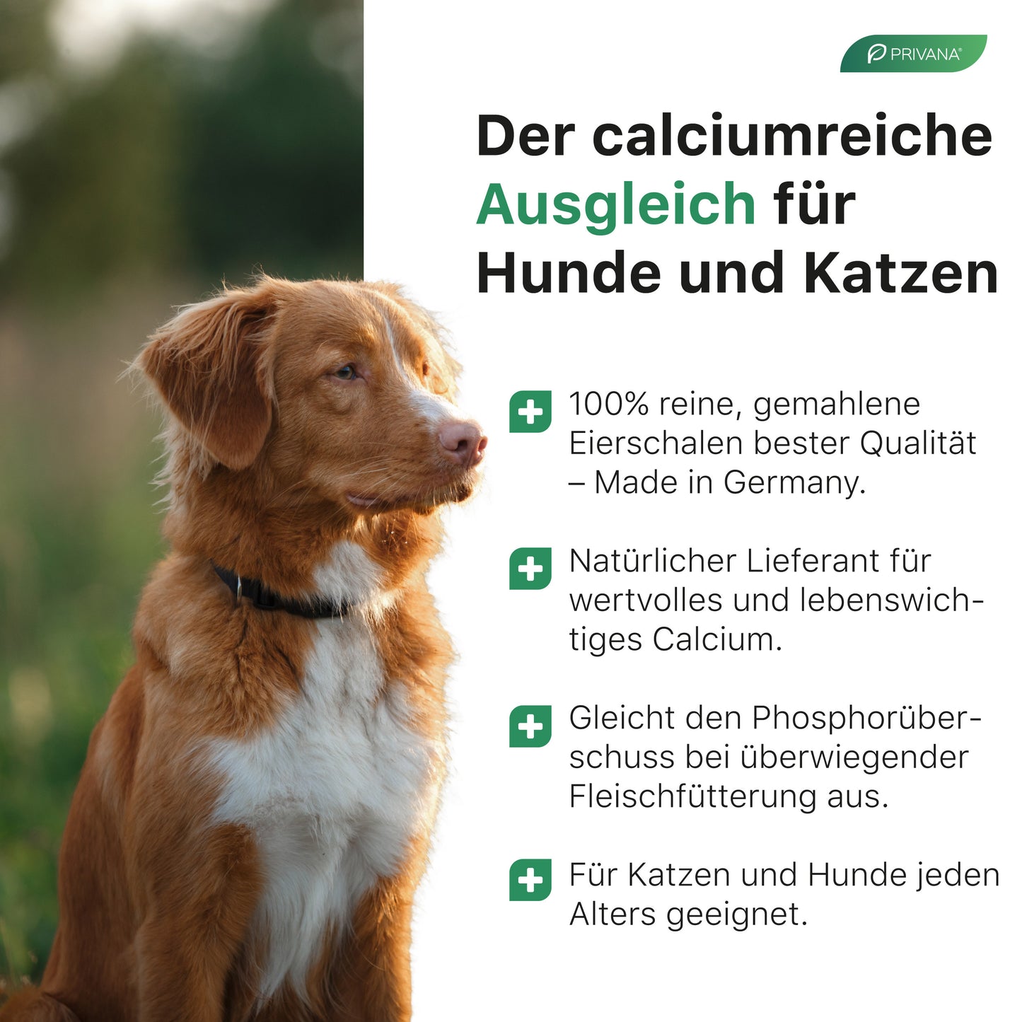 Reines Eierschalenpulver für Hunde & Katzen fein (500g)