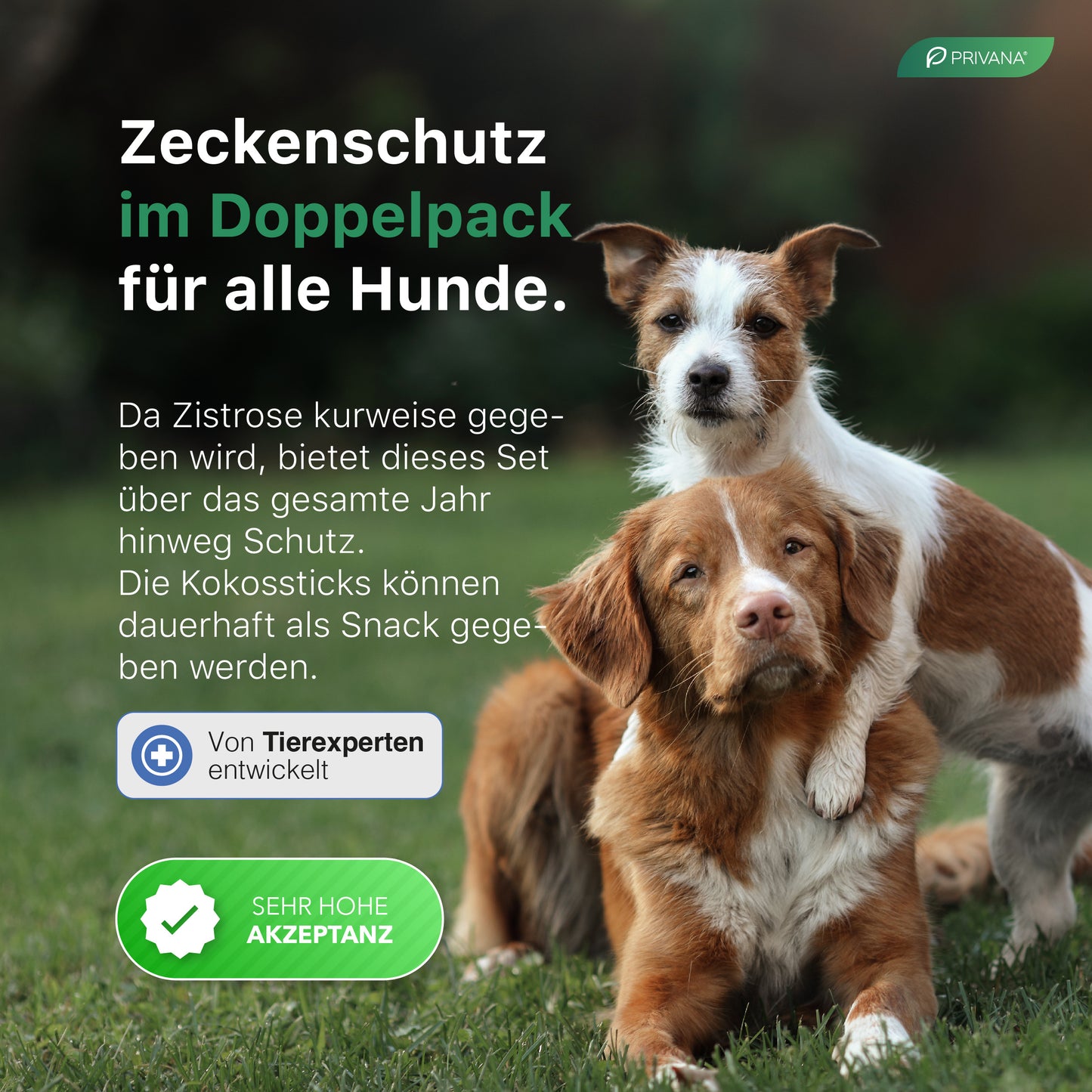 Kombi-Set "Zeckenschutz" für Hunde mit Zistrose (250g) & Kokossticks (500g)